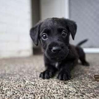 Happy #NationalPuppyDay