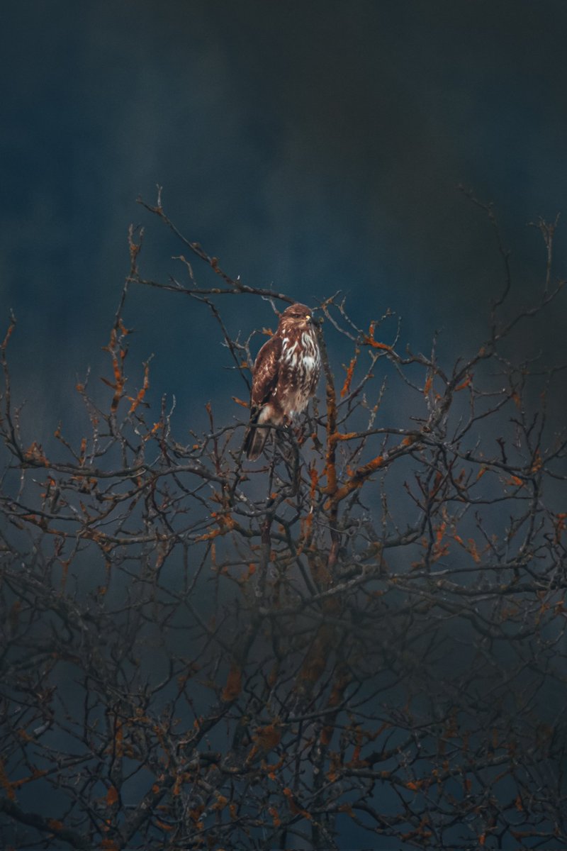 GM with #buteobuteo 🪶🤍
.
#wildlifephotography #wildlife