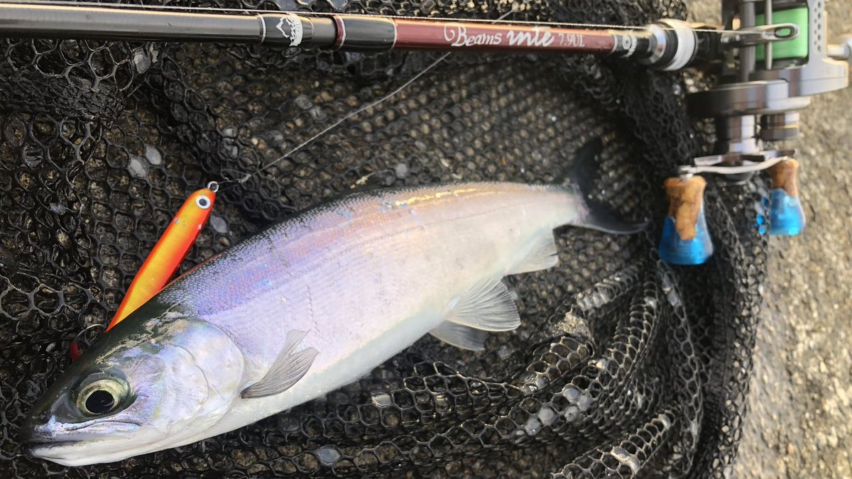 fish_idiot's tweet photo. 改めまして今日で大学卒業です。

釣りに真摯に注ぎ込んだ四年の歳月はあっという間ながら、最高の出会いばかりで幸せでした^ ^

新天地でも素敵な出会いに期待です！

歳月人を待たず。 https://t.co/Tc6MAp4XdK