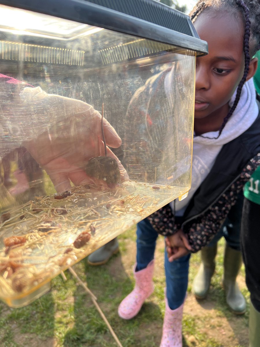 stpatsprimary's tweet photo. Year 5 are over the moon that they’ve caught a wood mouse using the mammal hotels! They used identification cards to find out what rodent they are looking at. #prestonmontford 🐭 https://t.co/sgabqwz70E