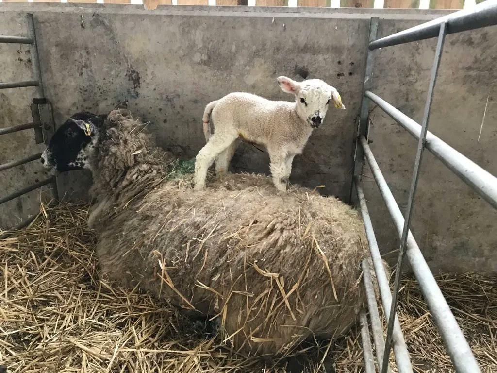 With our Lambing Weekend event fast approaching, we wanted to write a blog about ‘5 interesting sheep facts you might not know’. 
Click here to read our latest blog 👀- buff.ly/3ijxZCg