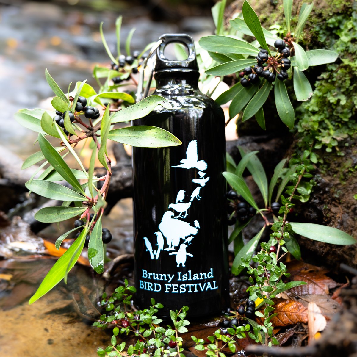 Bruny Island Bird Festival tweet media