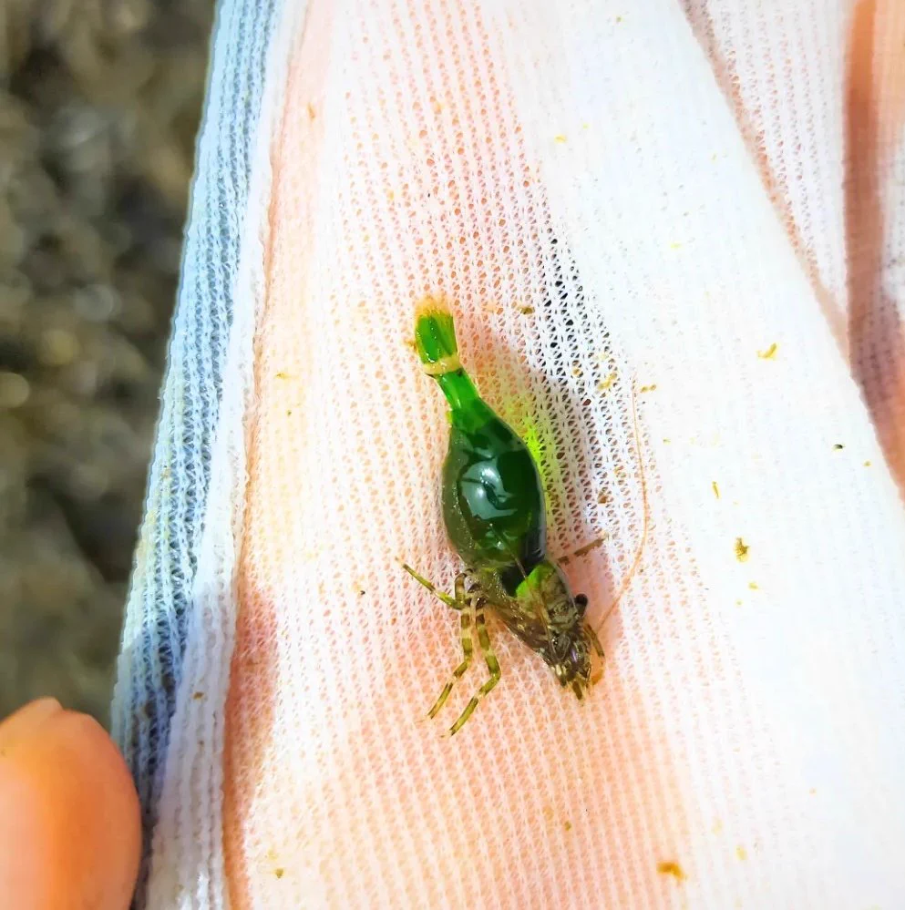 見つけたのに誰にも信じてもらえなかった幻のエビ。ついに再会を果たす！