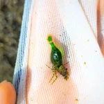 見つけたのに誰にも信じてもらえなかった幻のエビ。ついに再会を果たす!