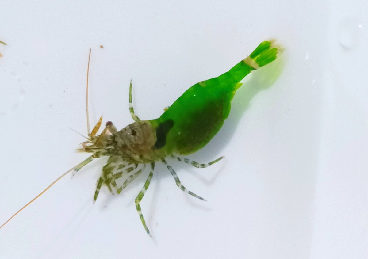 子供の頃に磯で出会った 幻のエメラルドエビ 当時誰も信じてくれなかったけど ついに再会を果たした やっぱりいるじゃん Togetter