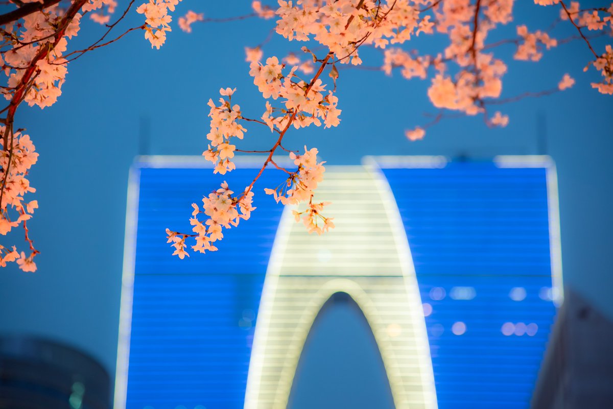 ThisisSuzhou's tweet photo. As #spring breathes new life into the city, cherry blossoms🌸🌸 are in full bloom against the backdrop of the illuminated Oriental Gate, a #Suzhou landmark📍, making for a stunning sight. [Photo/IC] #SpringInSuzhou #Nature https://t.co/kV03jWPNMh