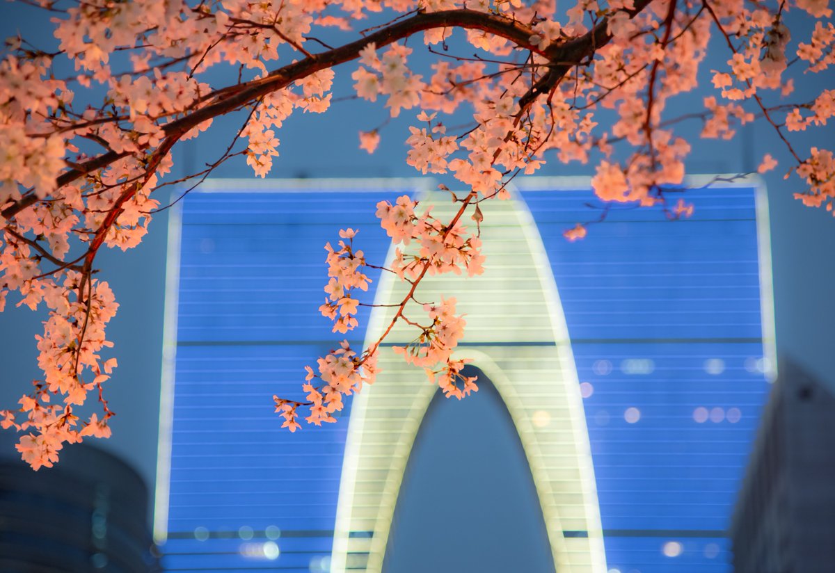ThisisSuzhou's tweet photo. As #spring breathes new life into the city, cherry blossoms🌸🌸 are in full bloom against the backdrop of the illuminated Oriental Gate, a #Suzhou landmark📍, making for a stunning sight. [Photo/IC] #SpringInSuzhou #Nature https://t.co/kV03jWPNMh