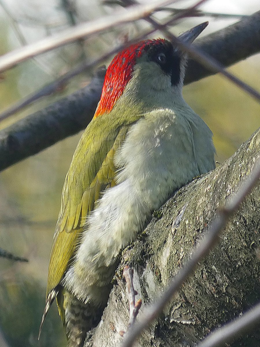 Thrilling to have a first time ever visit from an adult Green Woodpecker. You can see it's not completely green! <a href="/Britnatureguide/">The British Nature Guide</a> <a href="/ThePhotoHour/">#ThePhotoHour</a> #BirdsSeenIn2022 #birdwatching #BirdsPhotography