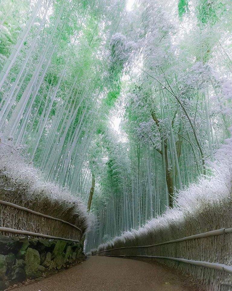 Il Giappone nasconde paesaggi suggestivi, incredibili immagini, bellezze disarmanti.

Ecco una spettacolare foto di una foresta di bambù presente ad Arashiyama (Kyoto) 😍🤩