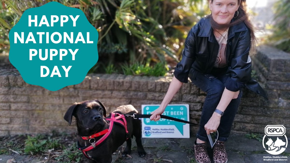 RSPCAhx's tweet photo. 🥰🐶&amp; 𝘁𝗵𝗲𝘆 𝗰𝗮𝗹𝗹𝗲𝗱 𝗶𝘁 𝗣𝘂𝗽𝗽𝘆 𝗟𝗼𝗼𝗼𝗼𝘃𝗲🐶🥰...Wahoo, it's #nationalpuppyday and we're celebrating Oz the pup finding his forever home this week! Happy #gotchaday little guy! @RSPCA_official @HXCourier @Bradford_TandA @HuddersfieldTi2 ♥️🐾 https://t.co/aA9oQvf33j