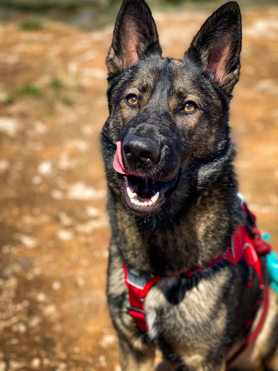 Panzer The Shepherd tweet media