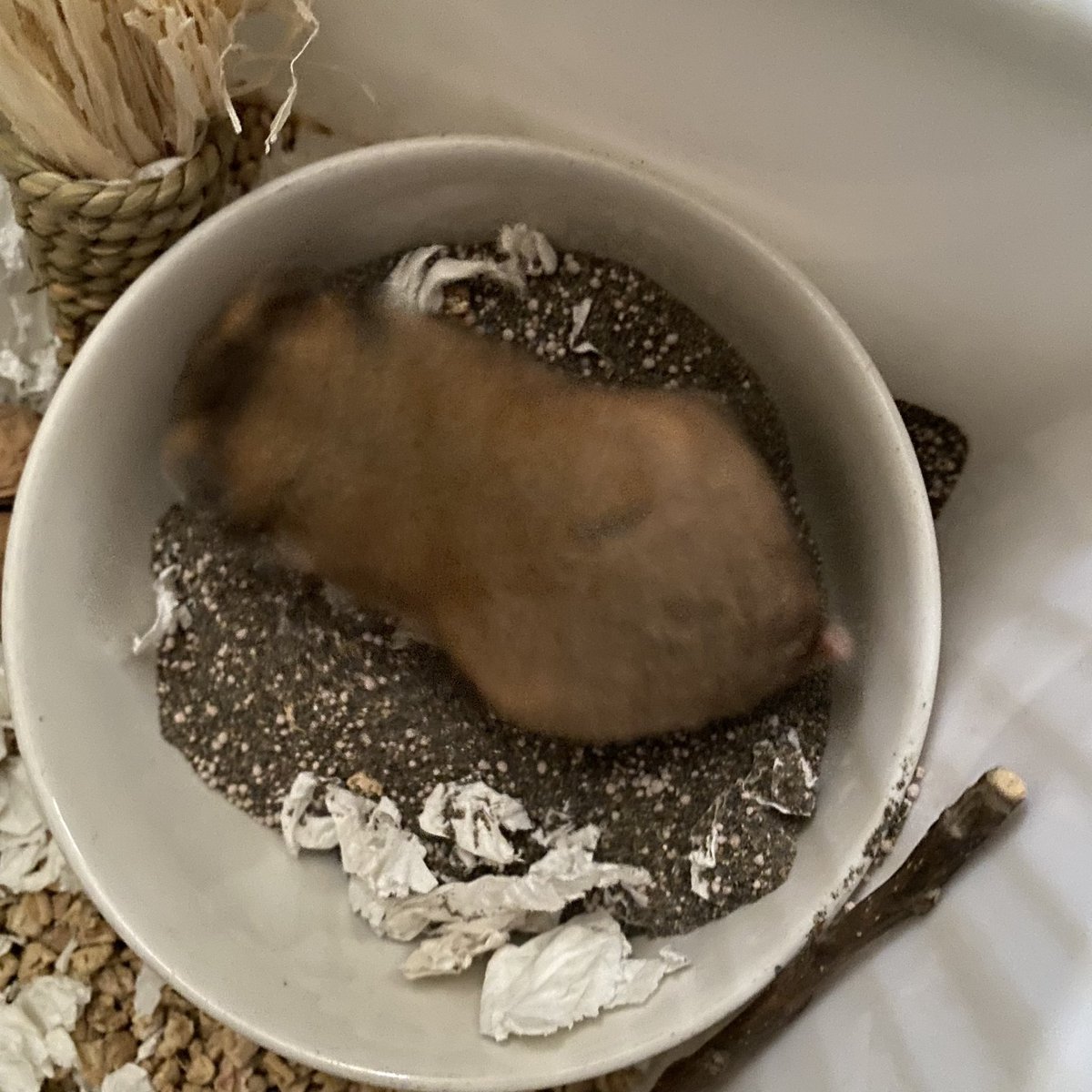 𝗌𝖼𝗁𝗎𝗇𝗇🦮 tweet media