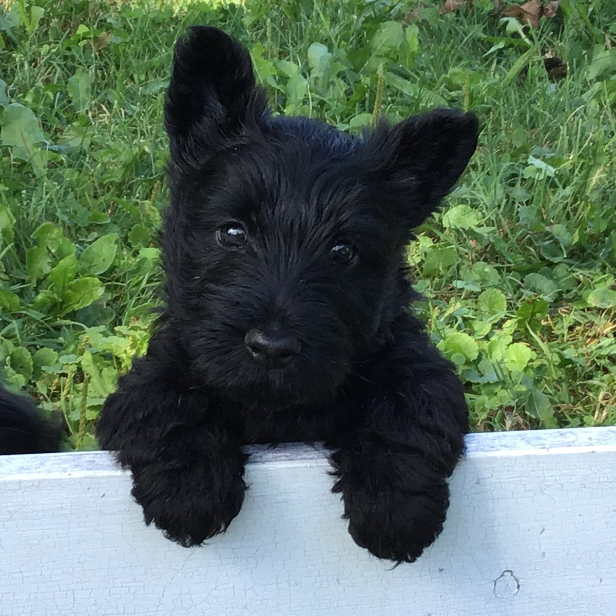 CSTCScotties's tweet photo. Happy #NationalPuppyDay Thank you 🇨🇦 Chess Registered Scottish Terriers for our cute #PuppyDay photo today ❤️ https://t.co/bg1pCSku72