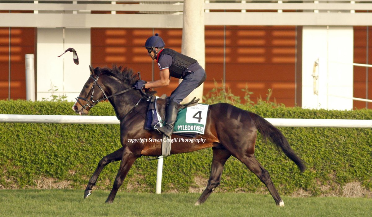 Steven_Cargill's tweet photo. PYLEDRIVER had a spin around the turf track @RacingDubai this morning ahead of Saturday's attempt at the Sheema Classic for @Muir_Grassick https://t.co/wyDfK5H1Df