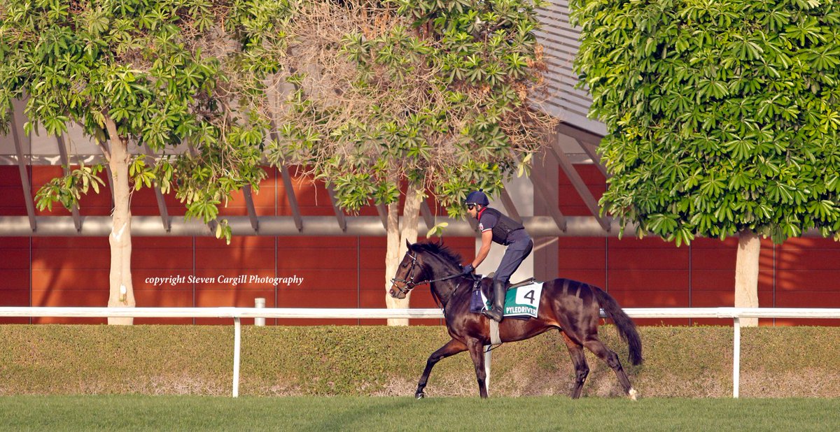 Steven_Cargill's tweet photo. PYLEDRIVER had a spin around the turf track @RacingDubai this morning ahead of Saturday's attempt at the Sheema Classic for @Muir_Grassick https://t.co/wyDfK5H1Df