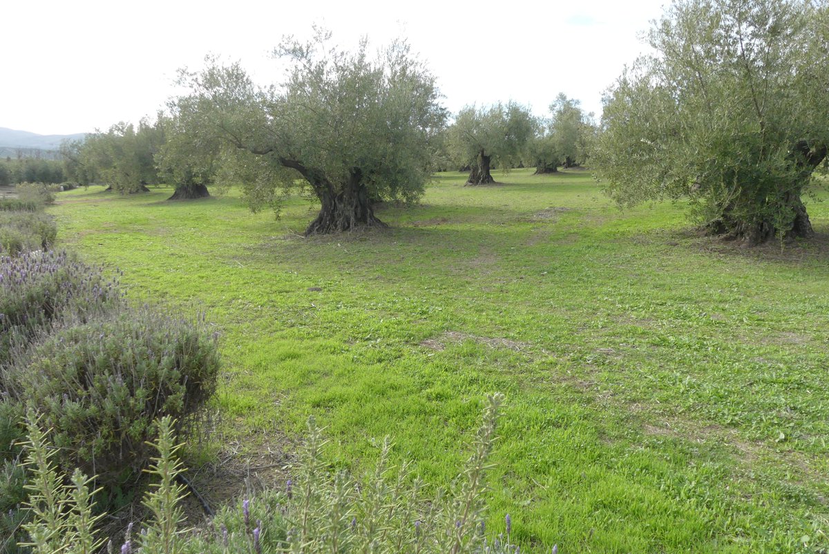 olivaresvivos's tweet photo. Apostar por la #biodiversidad puede suponer una importante reducción en los gastos de las explotaciones agrícolas 👨‍🌾👩‍🌾
@SEO_BirdLife @LIFEprogramme https://t.co/GPXZC0808j