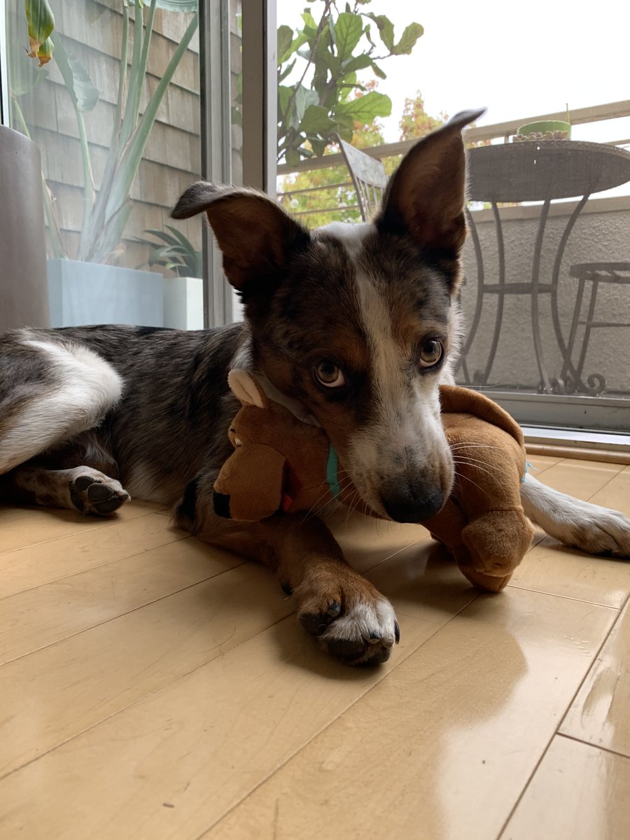 GeneGoldman's tweet photo. Happy #NationalPuppyDay Bo!
#aussieshepard #dogsoftwitter https://t.co/Uaq5KSMYOU
