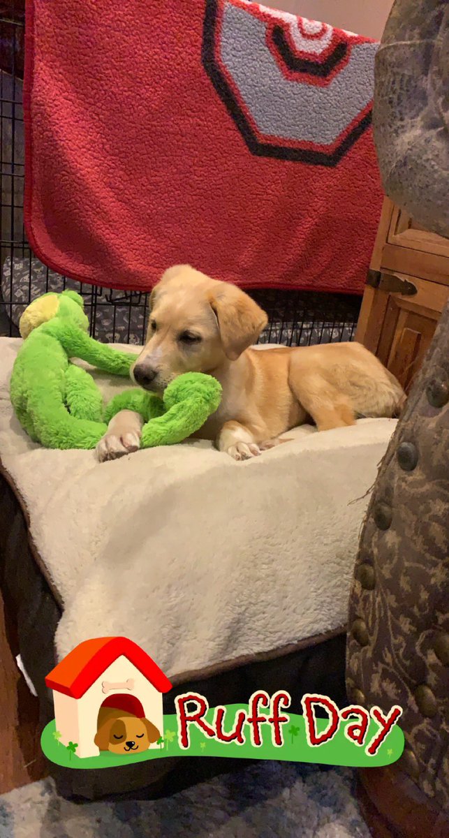 iamkelleyj's tweet photo. @Stash Gracie Lou enjoying her newly adopted life #spoiled #AdoptDontShop #NationalPuppyDay #pyrpawsandfluffytails https://t.co/QnOcvPLDTu
