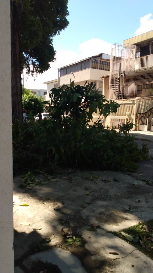 LaCaliforniaSi's tweet photo. ATENCIÓN | #23Marzo | Vecinos de la calle Londres de #LaCalifornia reportan que se está podando un árbol centenario sin la supervisión debida de la alcaldía del Municipio Sucre. La poda indiscriminada se está haciendo muy seguido. @JoseVRangelA, atienda está situación. https://t.co/QQlmCVTytL
