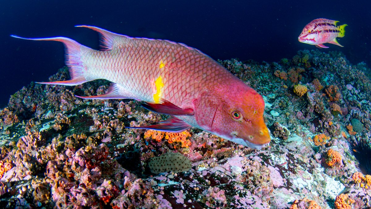 CoralReefFish's tweet photo. Another one I took in Isla del Coco for #WrasseWednesday today, a pair of Mexican Hogfish (Bodianus diplotaenia) with the male on the foreground. Like other wrasses, they are hermaphrodites, starting their life as females and later changing to males. #ichthyology https://t.co/Sell2kmSxM