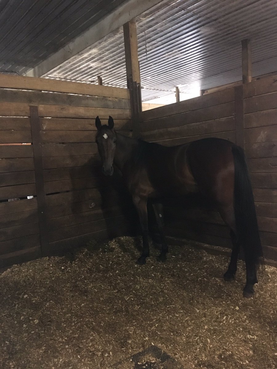 AnnaTucciarone's tweet photo. @hoosiernations @rebelsart @jtlburn @KimberlyMosier1 @KathleenBaitzel @BradA53472906 @joe_norte @dolenski_john @KerriLT17 @NumberJoan @SadandSulk @MidwestHarness @vnssa926 @racing_fillies @s_miller247 @HPEmilyG @JRhein98 @blongphee67 @musicalhossgal @HoP_Racing @tlvonline @rswenton927 @RustyVorhees @graybrigade @MatlackArlene @sandy_veltri @Equusartist @GlenRmiller64 IM A LOVELY LADY (Racing)

Racetrack: Miami Valley 
Race: 4
Post Position: 3
Driver: Kayne Kauffman 

SUNSHINE IN MAE (Racing)

Racetrack: Western Fair
Race: 9
Post Position: 8
Driver: Scott Wray

Let’s go girls!! 💖 https://t.co/6tGs7Q6IY2