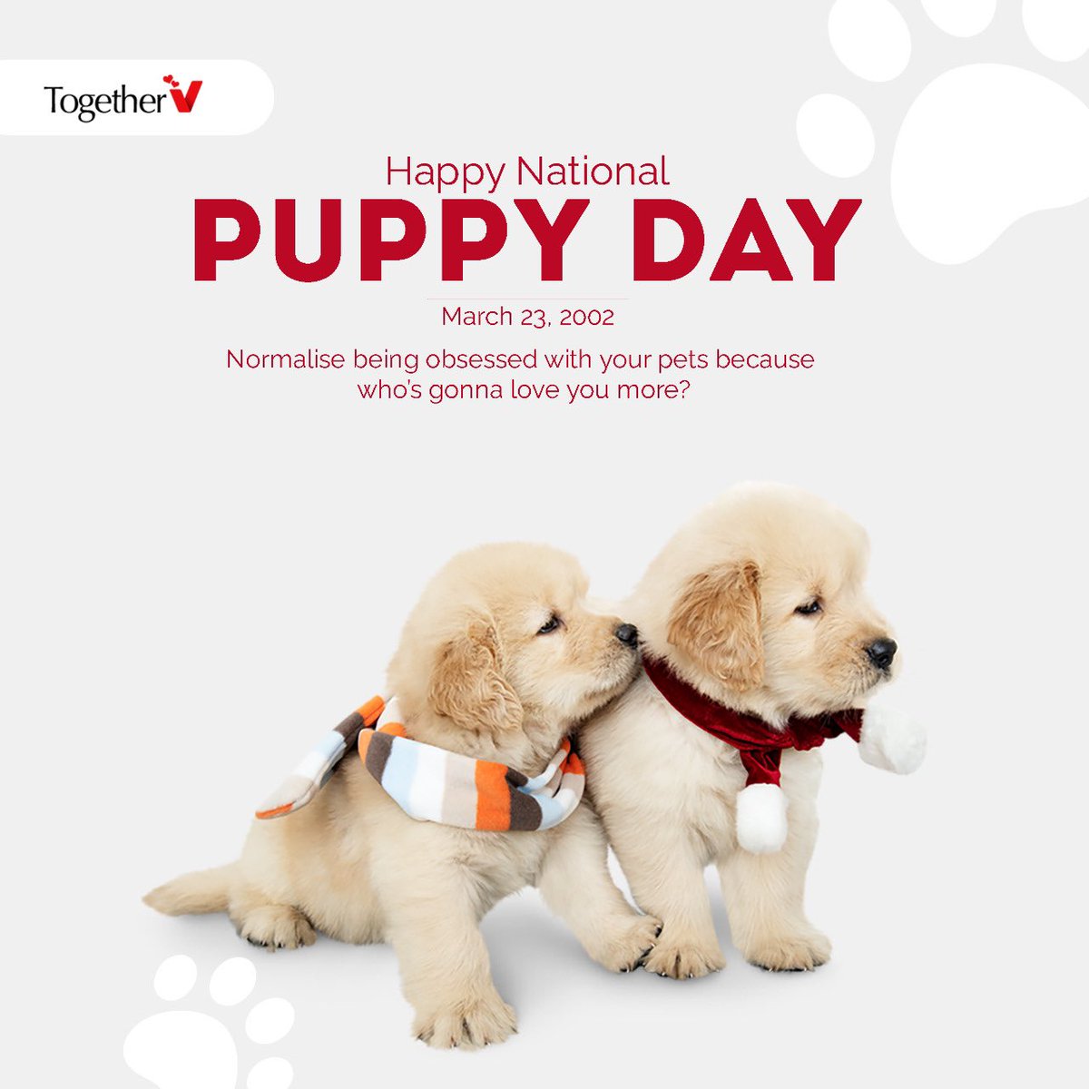 togetherV_'s tweet photo. Normalise being obsessed with your pets because who’s gonna love you more? #happypuppyday #dogsoftwitter #doglovers https://t.co/UN7imlHIQu