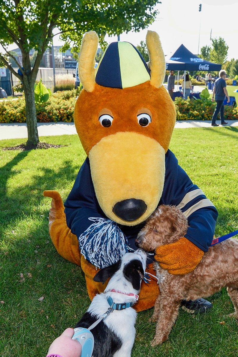 Todays good mood is sponsored by Zippy and Puppies. ☀️🐶💙 Happy #NationalPuppyDay to our favorite UA Dogs. 🦘💛