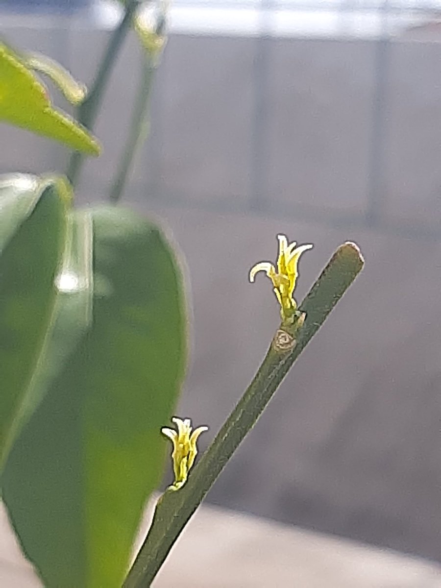 lauralamberti's tweet photo. Spring 2022 Germogli di clementin cytrus (travasata la settimana scorsa dopo un anno ) https://t.co/t4bwONiUQk
