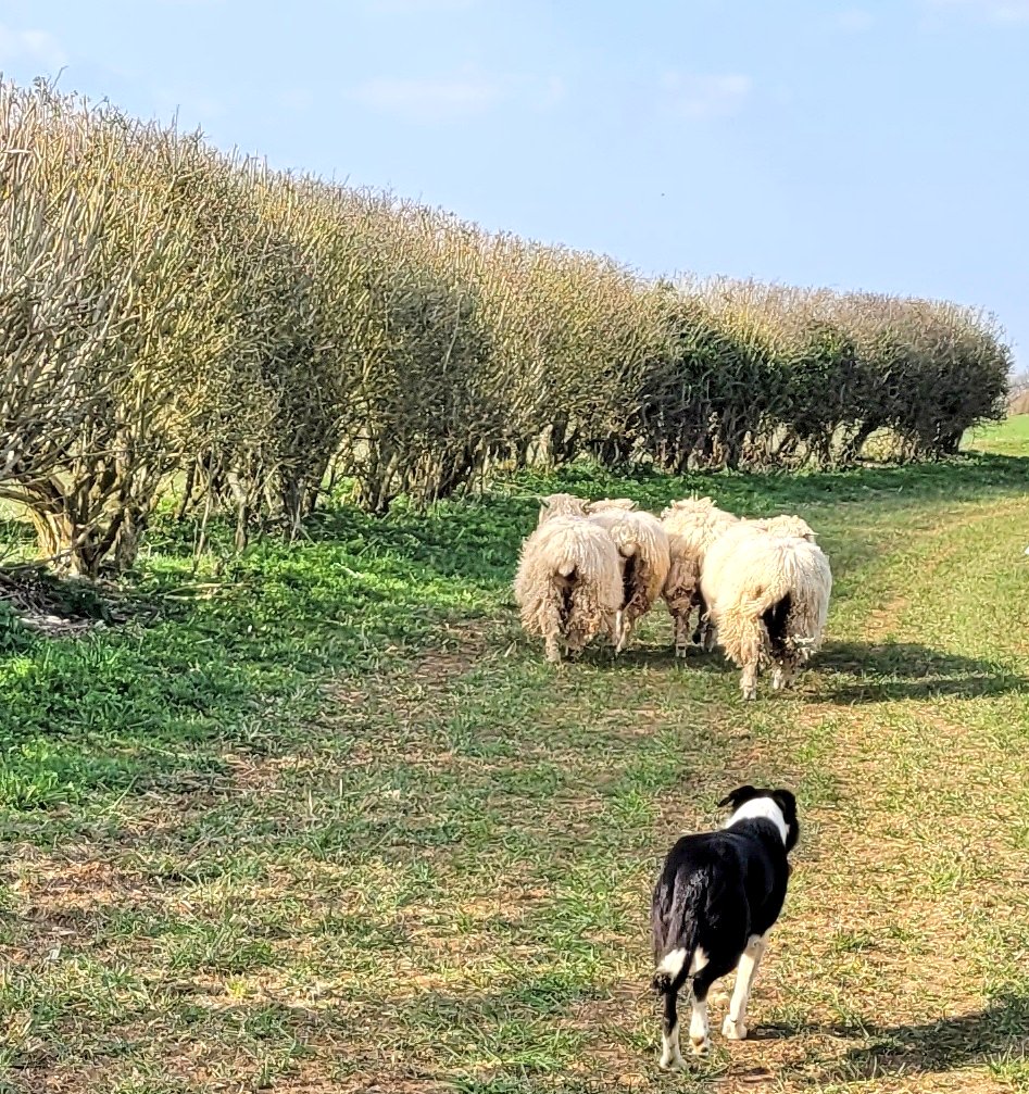 lanhilllamb's tweet photo. Not a bad day out there #Cotswolds #sheeping #wildlife #rex https://t.co/iitJLc7hqE