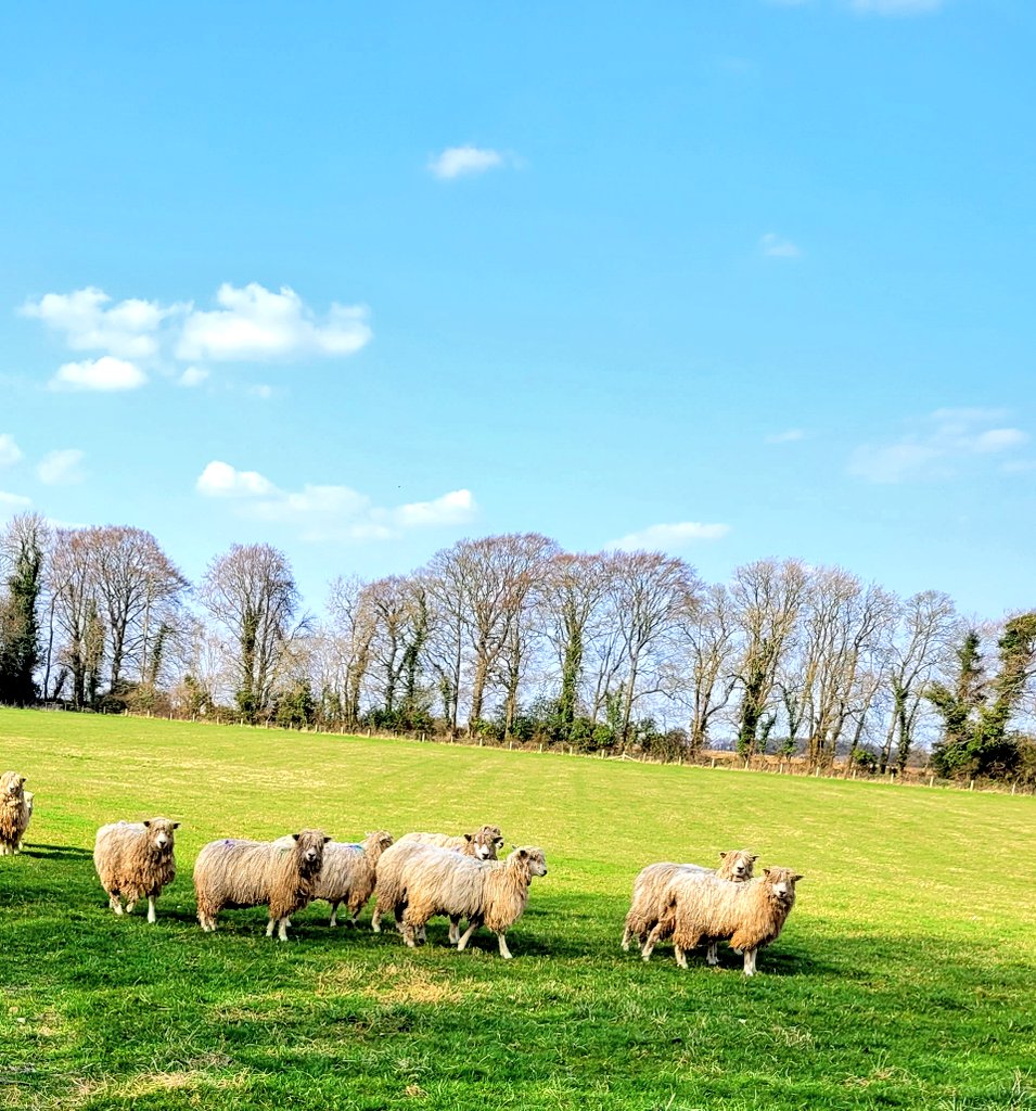 lanhilllamb's tweet photo. Not a bad day out there #Cotswolds #sheeping #wildlife #rex https://t.co/iitJLc7hqE