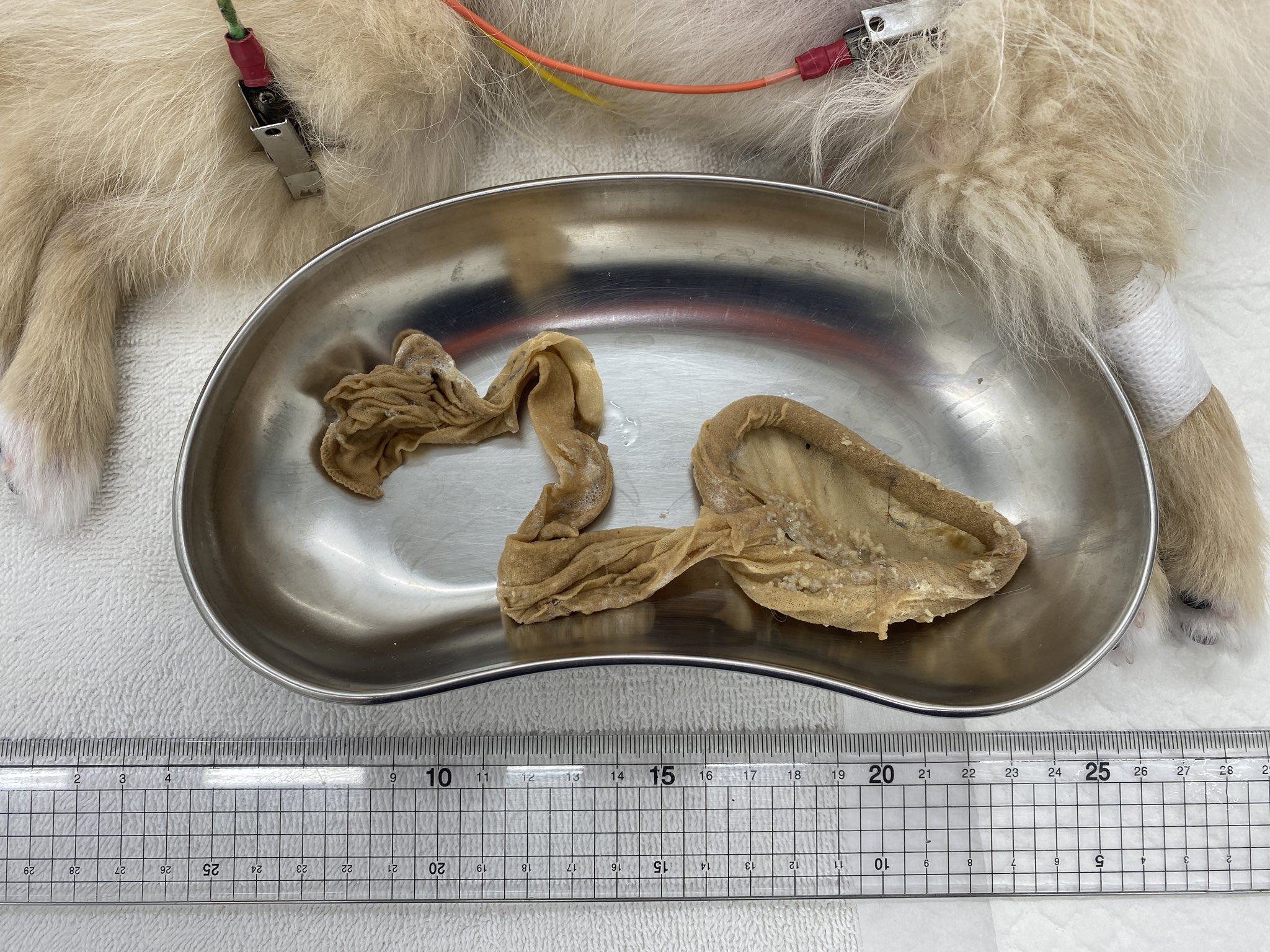 獣医師 小吹貴之 Youtuber 同 Vets Consulting代表 1 5kgの子犬さんでも 人のストッキングを飲み込んでしまうんです これは窒息の危険性もありますし ホントに危ない 飼い主のみなさん ご注意を 犬 誤食 ストッキング 獣医師 動物病院