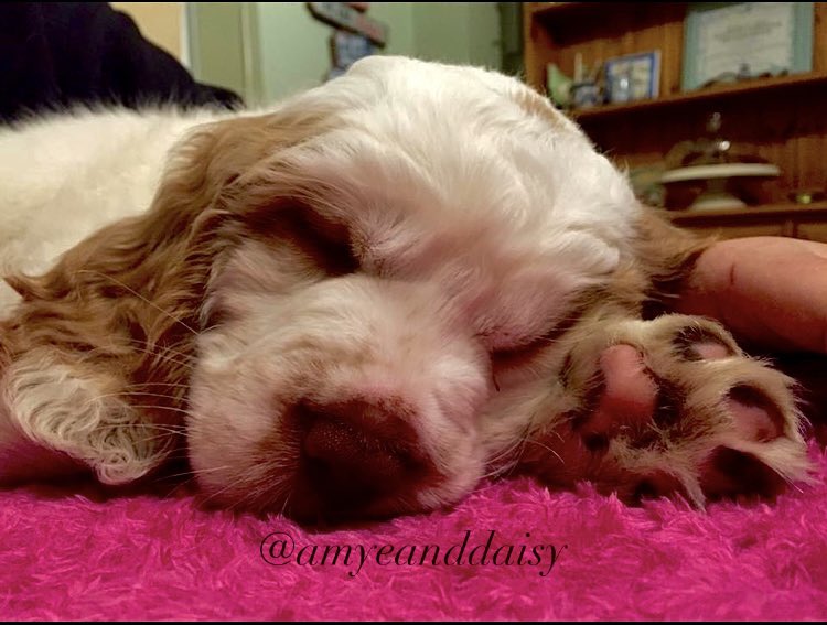 “The best therapist has fur and four legs!” 🐾🐶🥺🤷🏼‍♀️❤️

Happy national puppy day! 
Wasn’t Bonnie just adorable as a puppy?! 😍 

QOTD: do you have baby pics of you pet? 👶 

In this photo:
Bonnie - clumber spaniel - ours

#amyeanddaisy #twitterdogcommunity #NationalPuppyDay