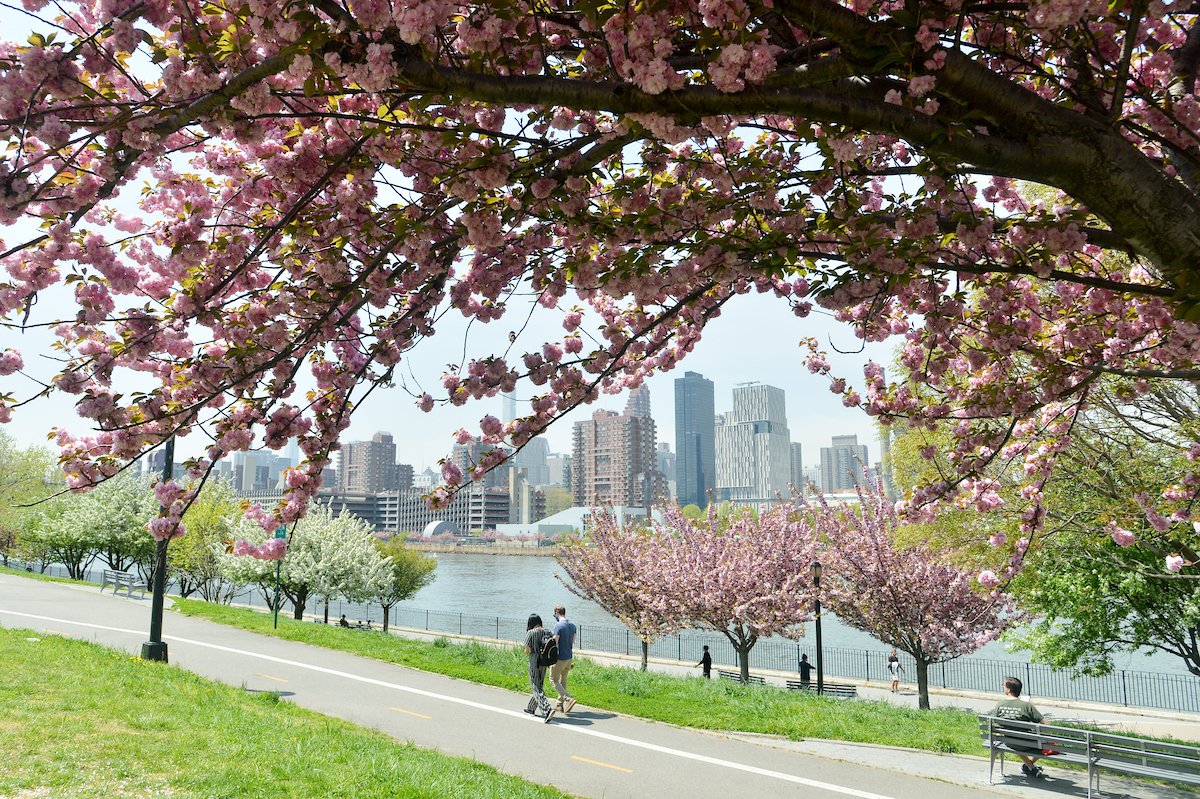 It's officially cherry blossom season in NYC! 🌸 Here are the 10 best parks to see it: on.nyc.gov/355F9af