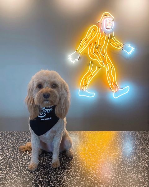WeWork's tweet photo. Happy #nationalpuppyday to these hard working #WeWork community members ๐ถ #dogsofwework https://t.co/0wtpW5OVzV