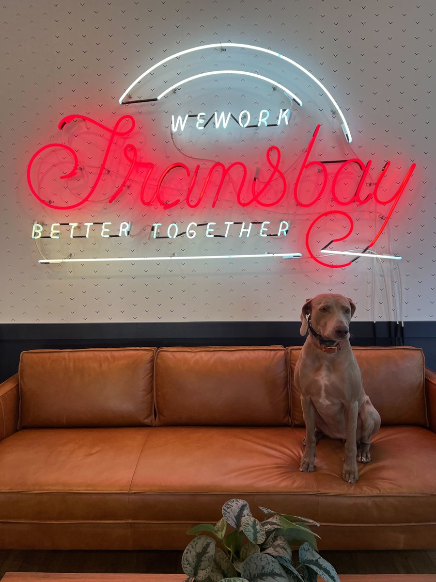 WeWork's tweet photo. Happy #nationalpuppyday to these hard working #WeWork community members ๐ถ #dogsofwework https://t.co/0wtpW5OVzV