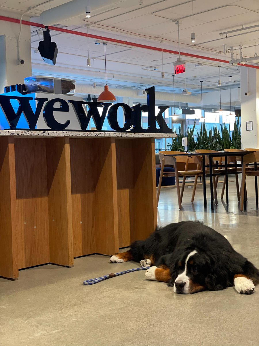 WeWork's tweet photo. Happy #nationalpuppyday to these hard working #WeWork community members ๐ถ #dogsofwework https://t.co/0wtpW5OVzV