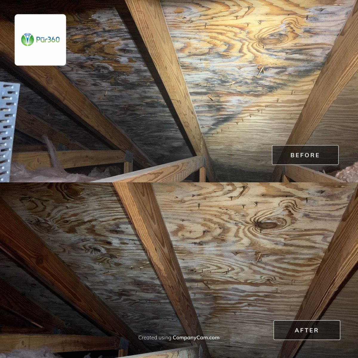 Pur360's tweet photo. Another successful attic mold eradication service! Call us today for a free inspection at 888-478-7360. #Chicago #Atlanta #Milwaukee #Madison #Tampa #Orlando #Houston #Dallas #FreeInspection #FreeInspection https://t.co/ldxqiOftag