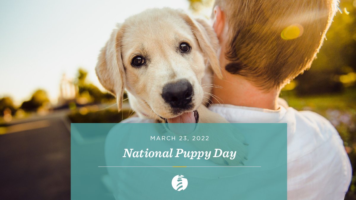 LighthousePIC's tweet photo. Happy National Puppy Day from your furry friends at Lighthouse!  
Do you have a cute new pup in your life? Share their photo in the comments below.

#NationalPuppyDay #PuppyLove https://t.co/kNRsdrTkQ6