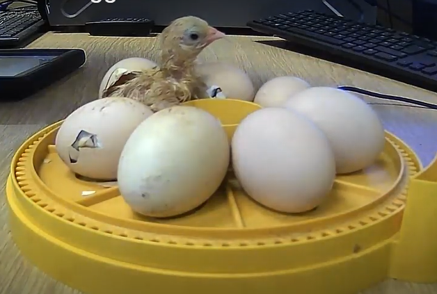 WesternBusiness's tweet photo. Remember when we told you how eggciting it was that our Technician, Michael, had set up a live stream of some eggs for Chorley All Saints Church Of England Primary School? Well, here's the first arrival! 🐣 https://t.co/kQ6cSSufgx