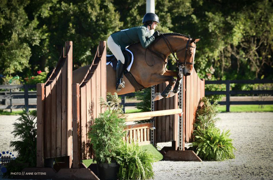New! Available now in Wellington &amp; next in Kentucky. Recently imported 2014 SWB Gelding showing top talent for the Equitation ring. From EHJ Sale Barn Honor Hill Farms, view videos at bit.ly/HonorHill