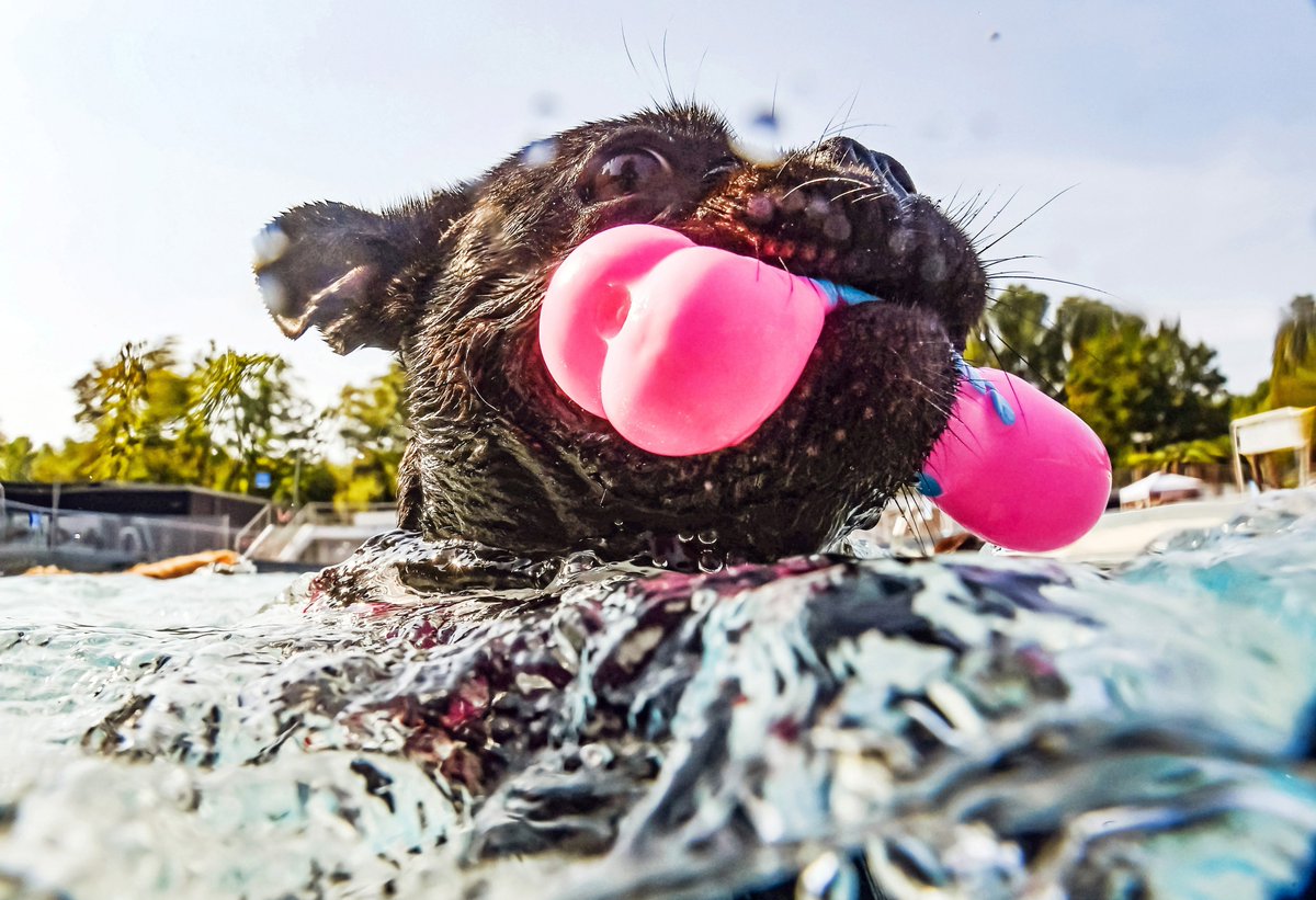 🥳 Gratulation, <a href="/UliDeck/">Uli Deck</a>! 🎉
🥇 Erster Platz in der Kategorie „Features“ bei den <a href="/dpa/">dpa</a>-Bildern des Jahres
📸 Motiv: „Hunde-Schwimmen“ im Rheinstrandbad Rappenwört (19.9.2021) #dpaBilder2021