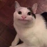 sirskeii's tweet photo. everyone say hi to @SmoothieGuy6 they are very polite https://t.co/Cuzvj78Jkl