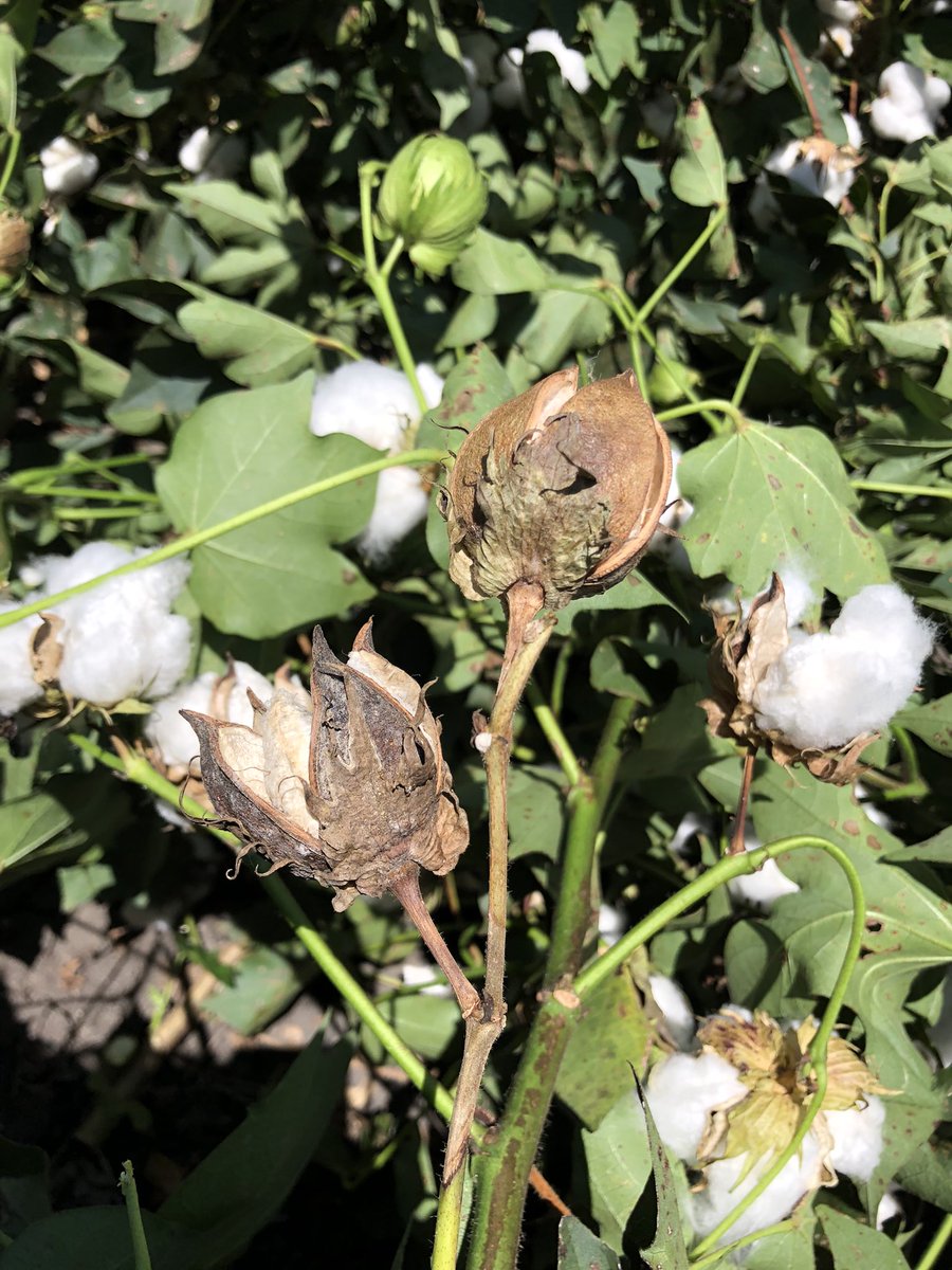 DuyLe15069637's tweet photo. Our #cotton disease survey team is now out and about in #Namoi #Gwydir #Borderrivers. This year Boll rot found in almost every field and as always its a disease complex; pics showing bolls from same branch were infected with #Fusarium and #Sclerotenia https://t.co/Zk7Ekjnnmn