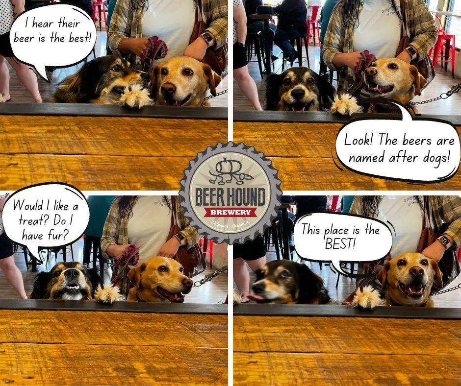 We had some great pups visit us this weekend. These two definitely enjoyed their stay! 
#seeyouatthehound #dogfriendlybrewery