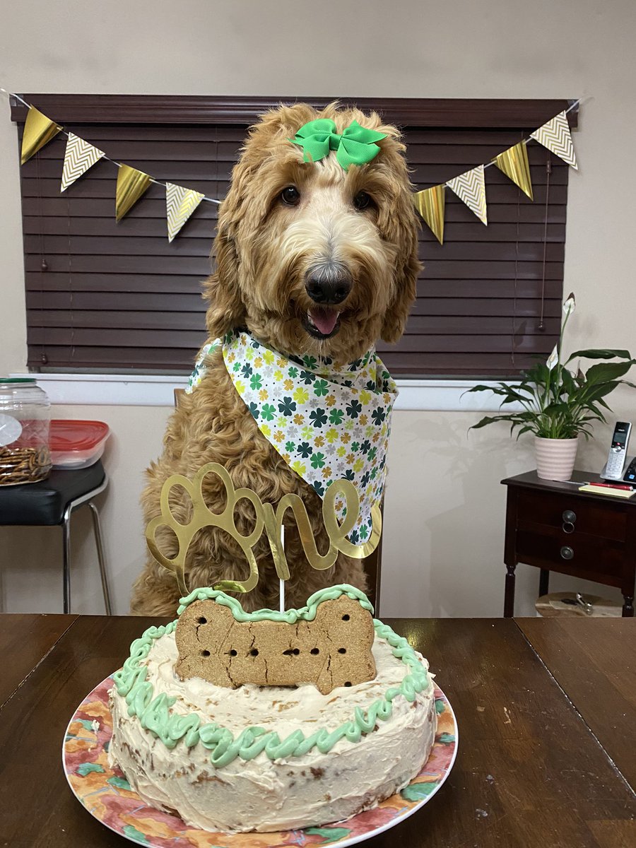 km_ullen's tweet photo. National Puppy day and Gracie's first birthday 🤍☘️ #fox29goodday https://t.co/9Cc22bzxZu