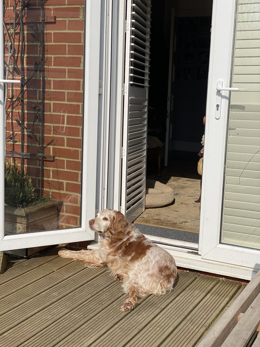 SpanielsSuper's tweet photo. We currently have security dogs on all doors 😳 I’m having to fill in as Mum’s PA today, it’s just as well she’s got me to rely on! First hint of good weather and they’re off enjoying themselves while mum and I keep the show on the road #Pftt #Unreliable #SunningThemselves https://t.co/nSYAJeNGk5