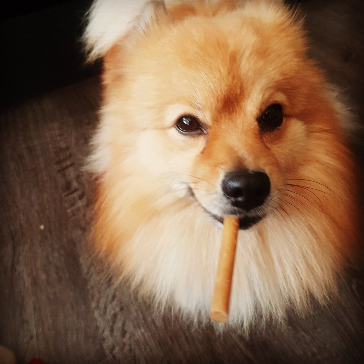 Marciegland22's tweet photo. @breakfasttv #puppy day it's a dog treat https://t.co/XxVFoTJ9Xh