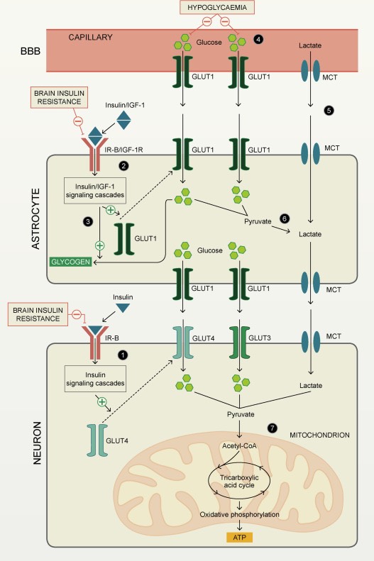 A metabolic perspective on migraine.

Migraine, Brain Glucose Metabolism and the “Neuroenergetic” Hypothesis: A Scoping Review jpain.org/article/S1526-…