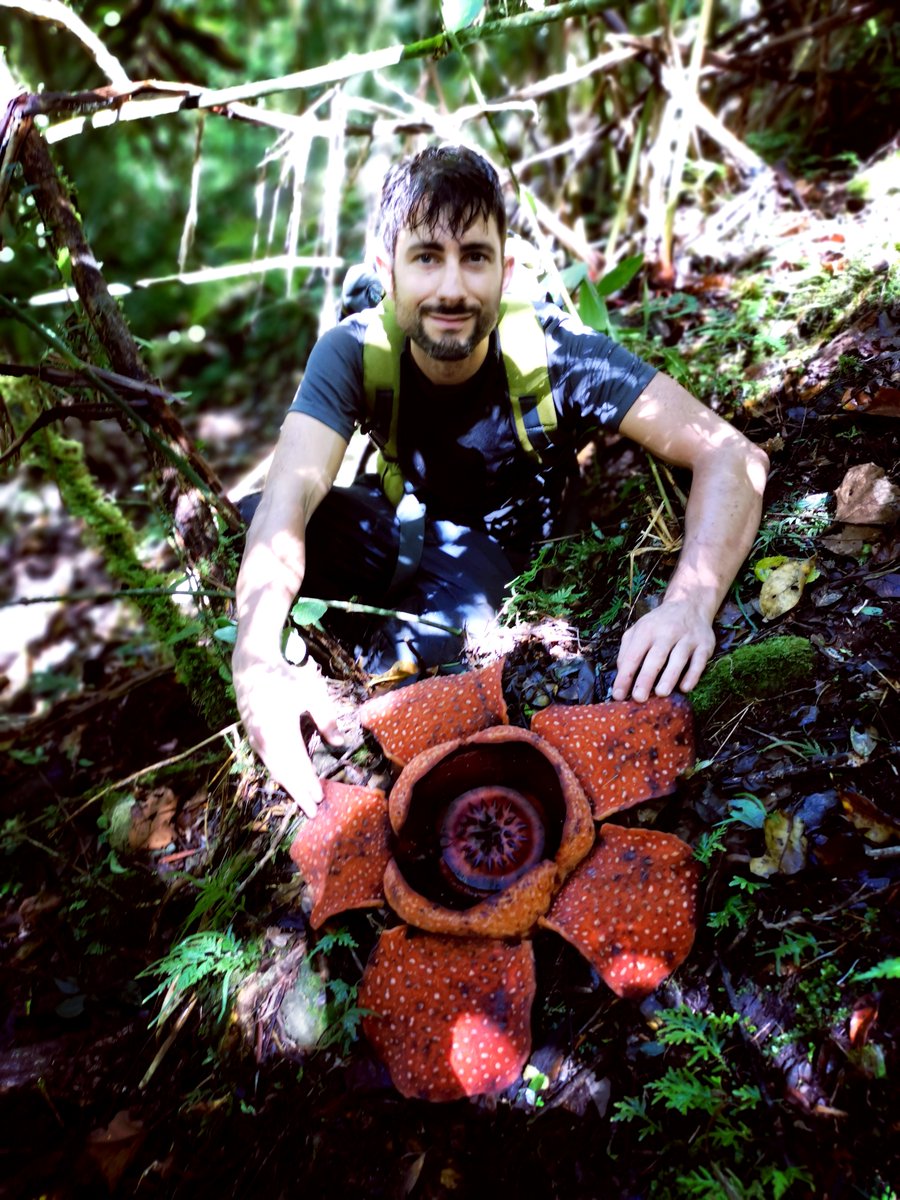 “Now is the time for scientists and conservation horticulturists to place greater priority on parasitic plants.' - Chris Thorogood, @thorogoodchris1 Follow the link below to learn more: journals.rbge.org.uk/rbgesib/articl… 📷: Chris Thorogood with Rafflesia banaoana in the Phillipines