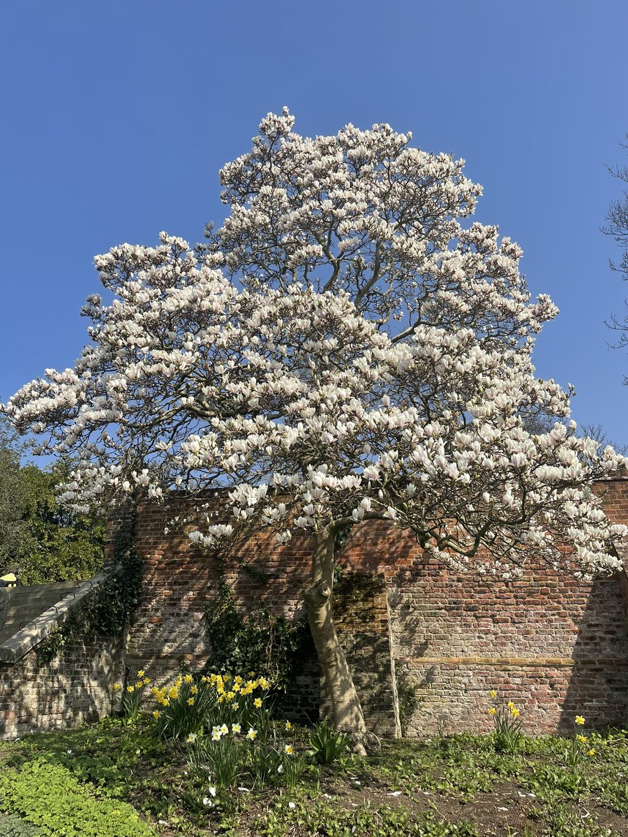 The magnolias popped while I had covid and now 11 days later I’m finally out feeling like Persephone back from the underworld